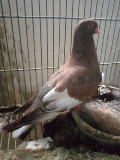 2 Pairs Fancy Pigeon Kabootar