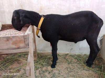 Full Black Khaara Dumba