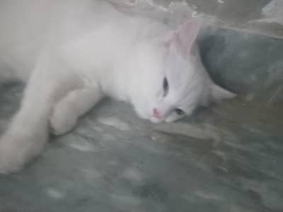 pure white colore