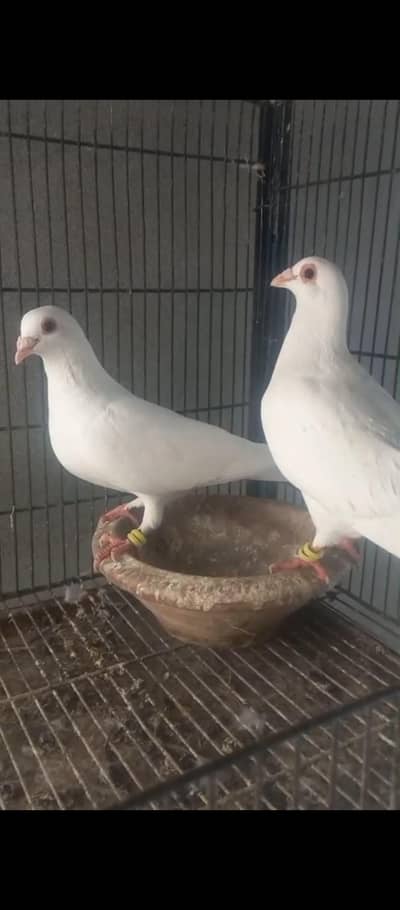 2 pair of Homer qasid pigeon ----03467238232