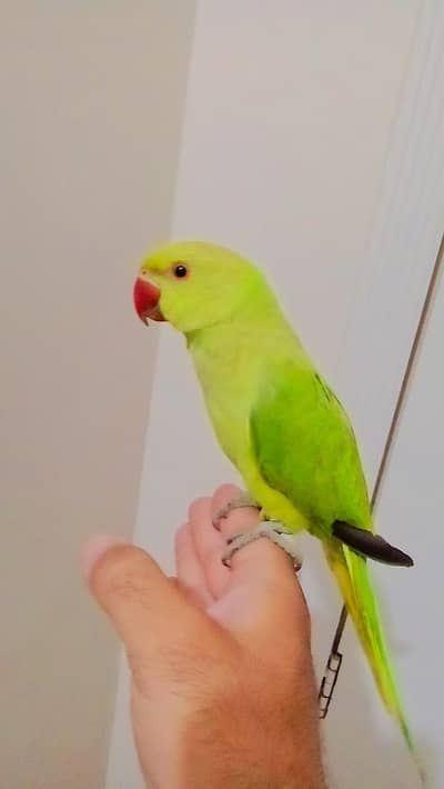 03369510495 Handtame Friendly Green Ring Neck Male Parrot Jumbo Size