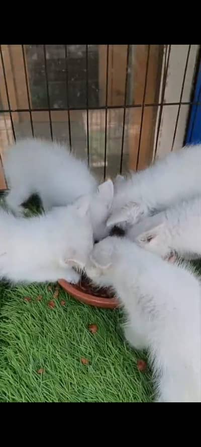kitten