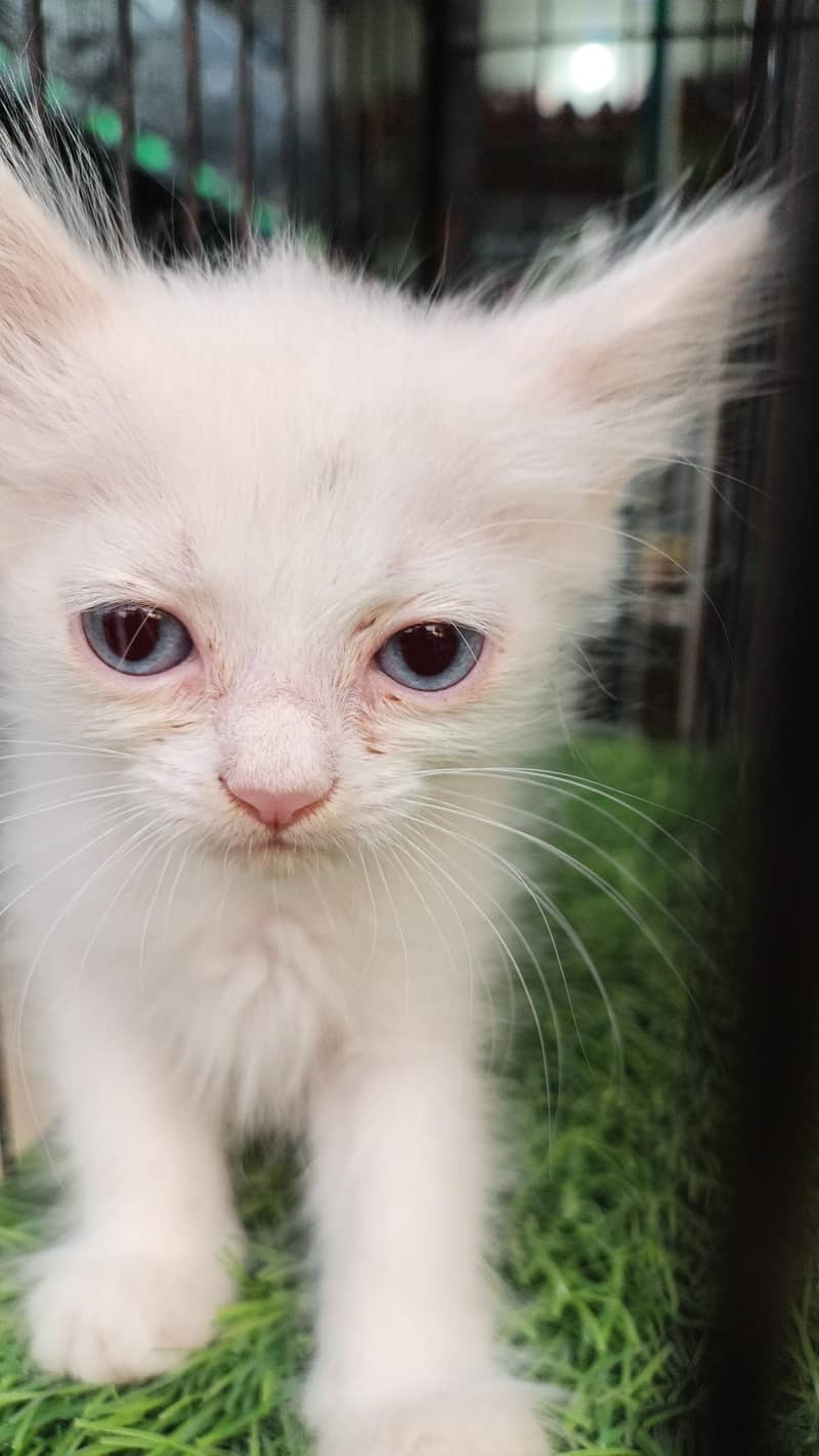 kitten 1
