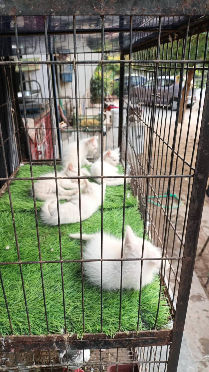 kitten 2