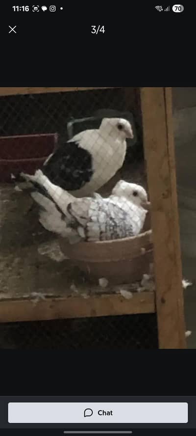 satineit breeder pair 