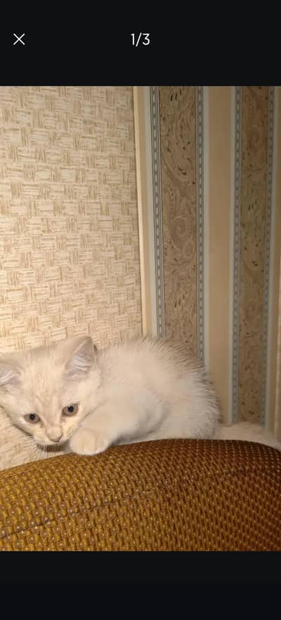 Persian 2 Cote