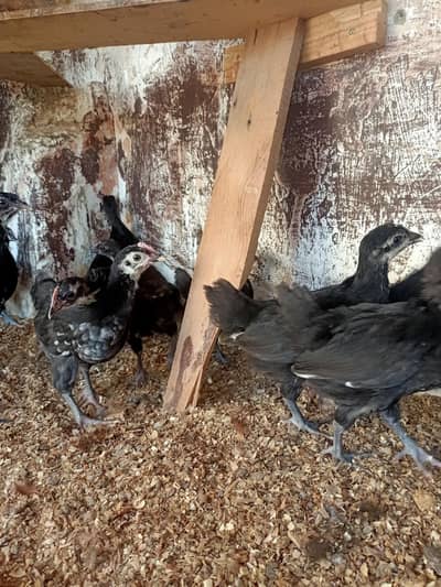 Australorp chiks 6 week old