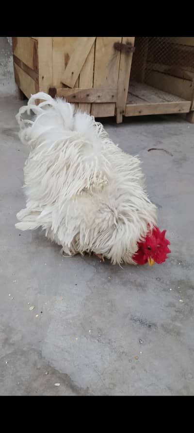 white frizzle bantam