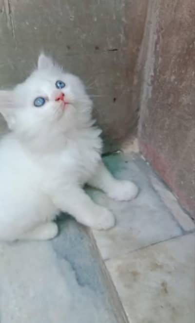 Persian White kittens