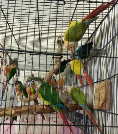 conure breeder pairs