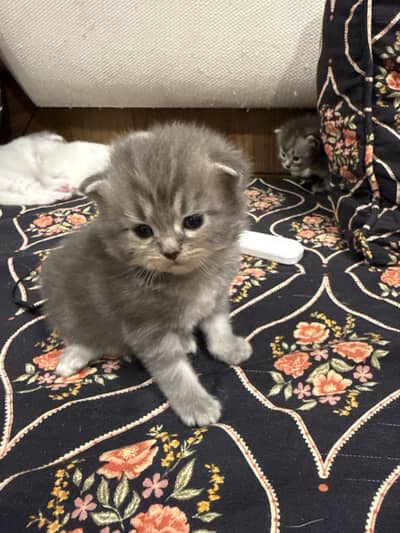 Cute Kitten For Sale