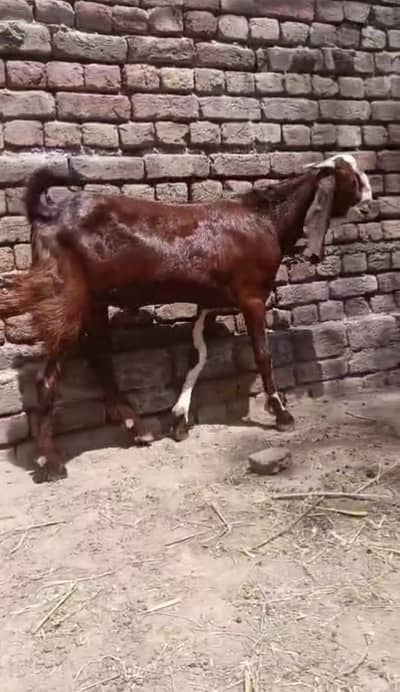 Nagra Male Goat