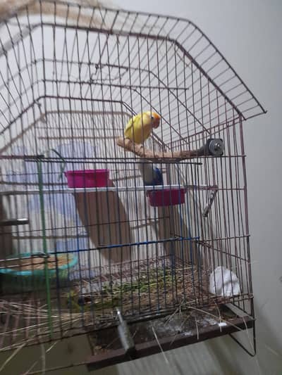 lovebirds breeder pair high quality,with cage.
