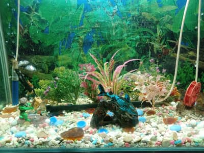 aquarium for sale