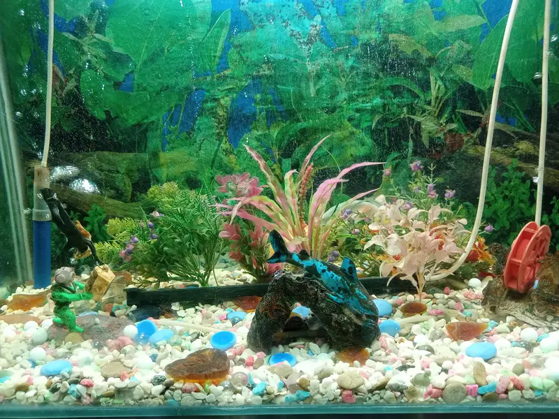 aquarium for sale