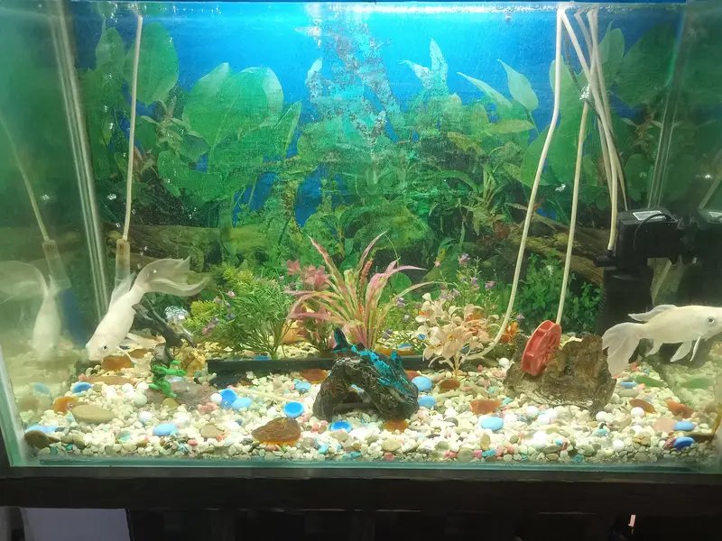 aquarium for sale — photo 6