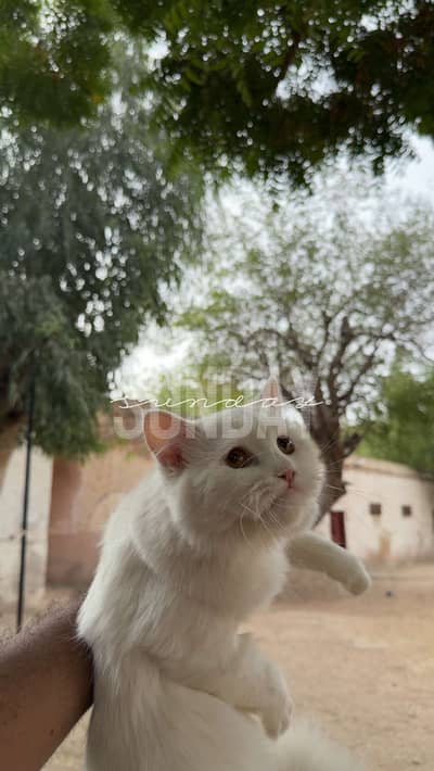 Jenny (perisan cat)