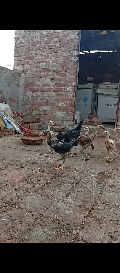 Thai Burmi Pakoye Dragon Heera Parmoz Aseel Chick's Available