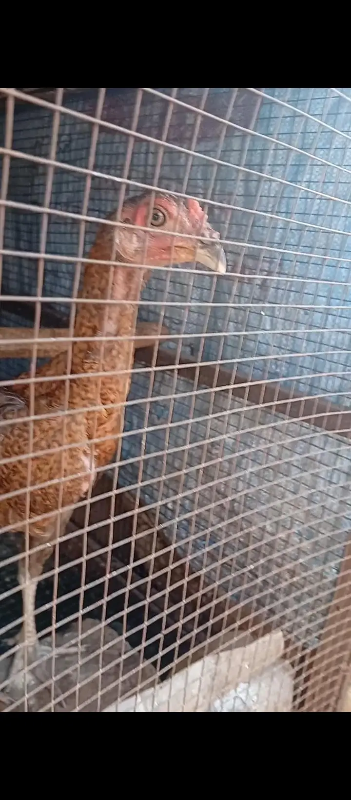 Thai Burmi Pakoye Dragon Heera Parmoz Aseel Chick's Available — photo 6