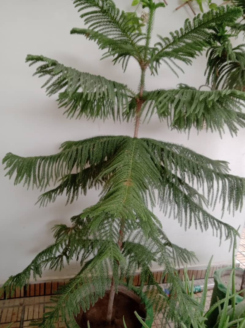 plants 0