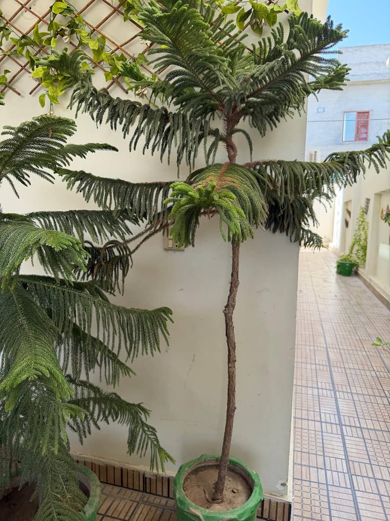 plants 1