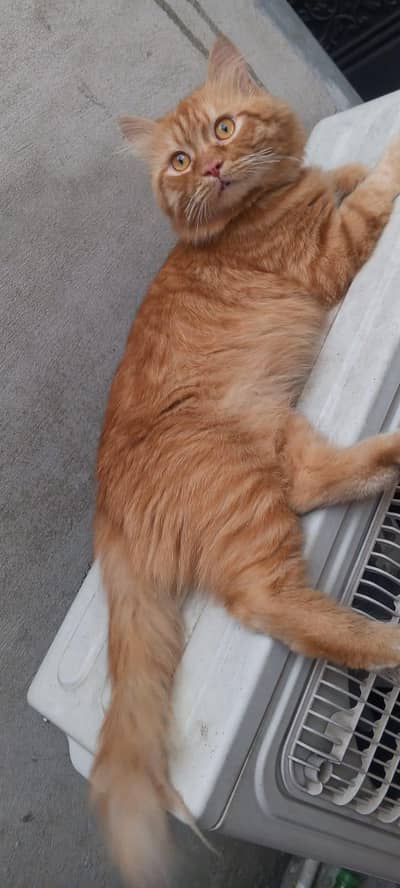 Persian cat double coat for sale