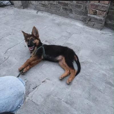 German shepherd puppy