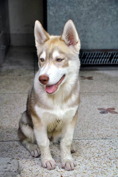 odd Eyes Siberian Husky
