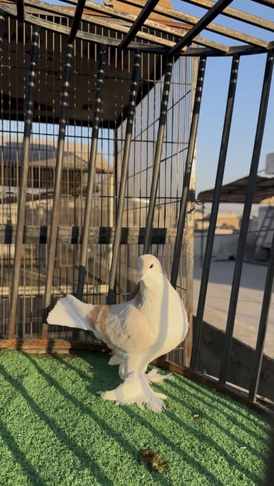 Creambar 2 breeder males