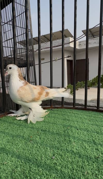 Creambar breeder male