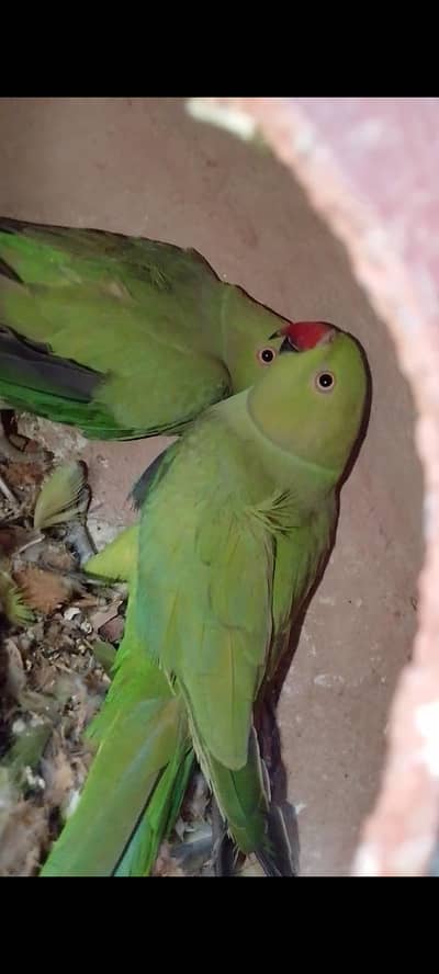 Green Ringneck Parrot