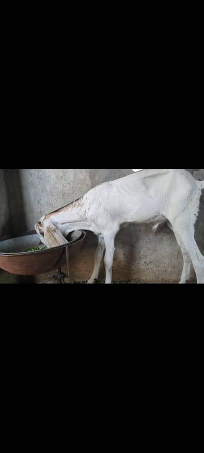 Male kid betal dasi