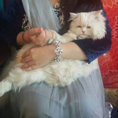 Massi ki Need he
