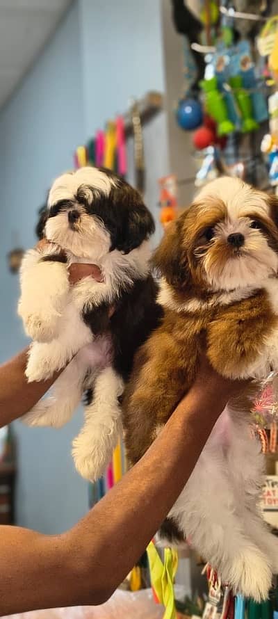 Adorable shihtzu puppies pair from imported parents