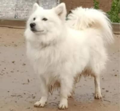 Russian Male