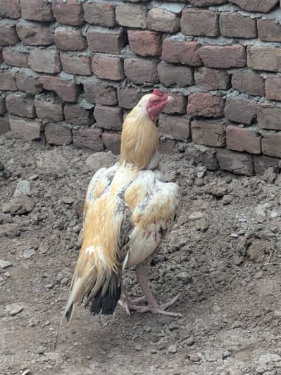 Patha for sale