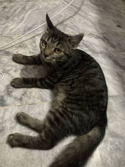 Persian cat
