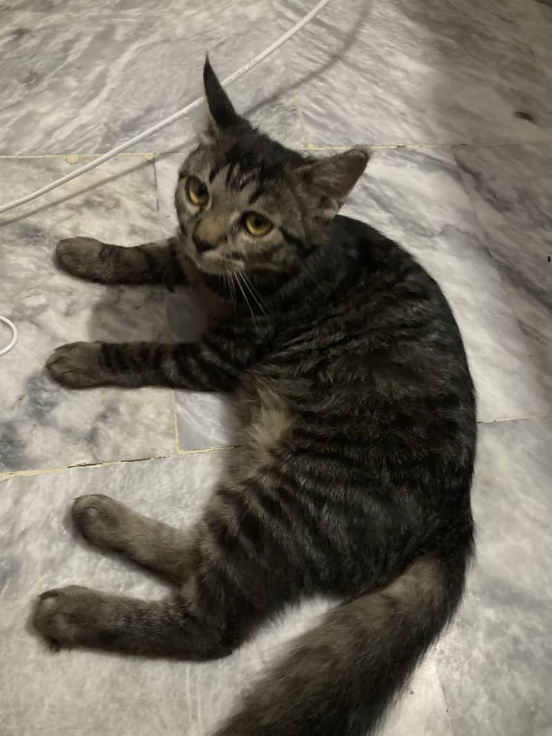 Persian cat 0