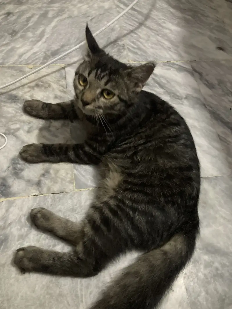 Persian cat
