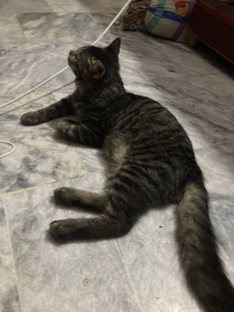 Persian cat 1