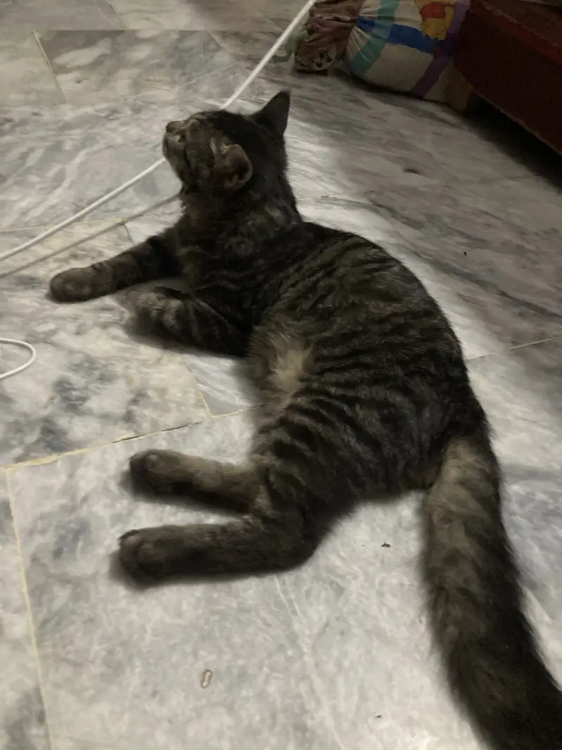 Persian cat — photo 2