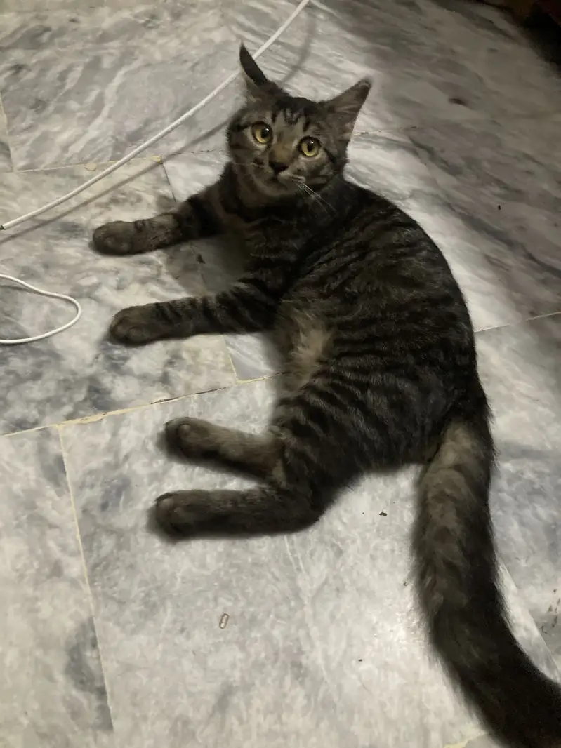 Persian cat — photo 3