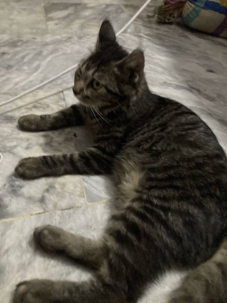 Persian cat 3
