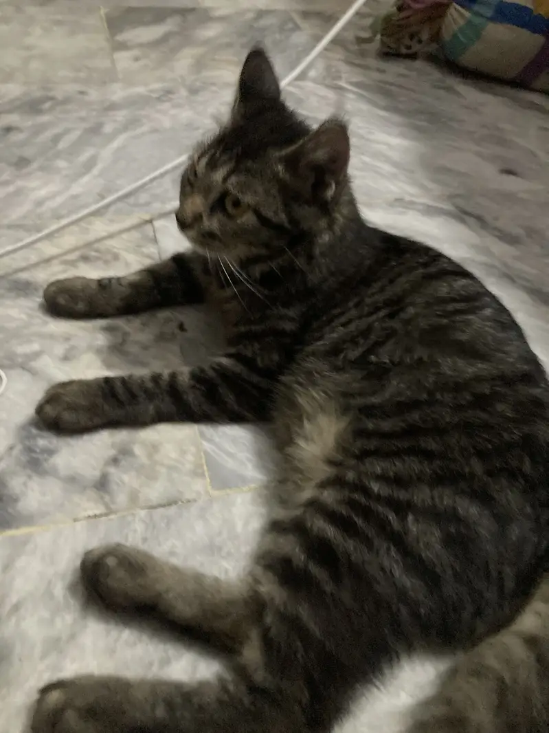 Persian cat — photo 4