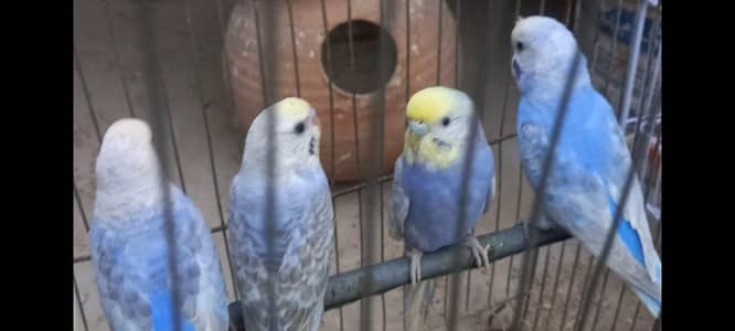 Violet Rainbow Ready Firt Breed & Common budgies