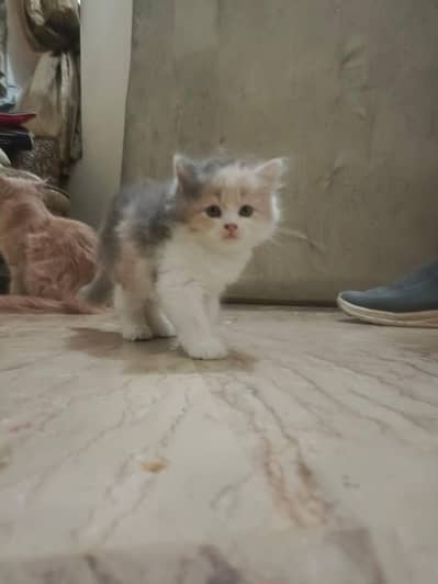 kittens persian 1male 2females