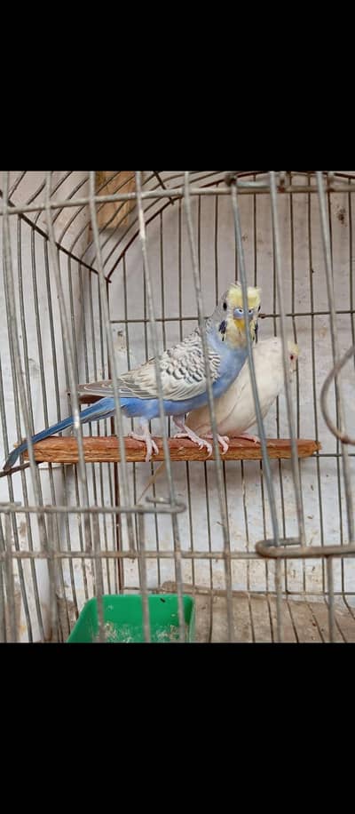 Austrian parrot