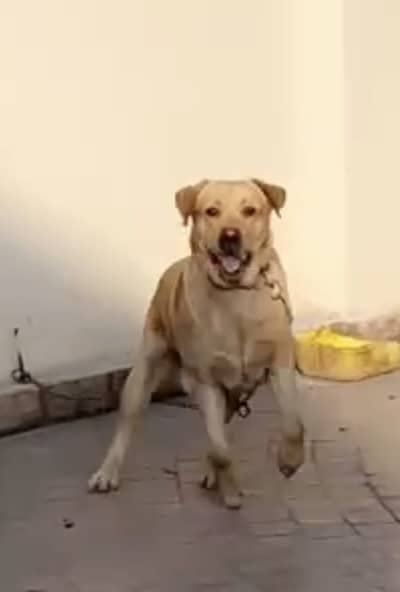 Golden labrador Stud male adult for sale and breeding also