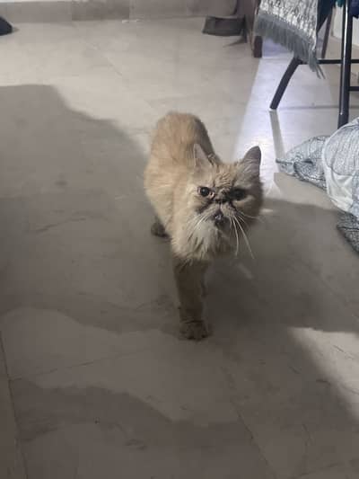 Persian brown cat for sale