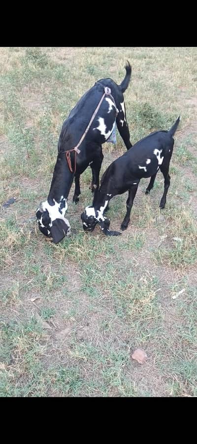 Goat  with baby Goat (Demand 80k)